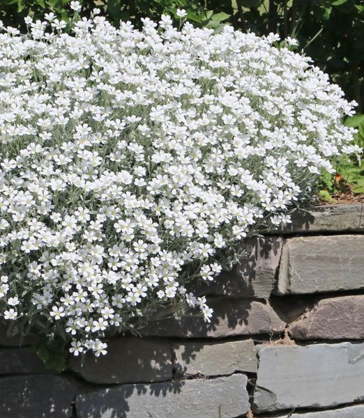 Cerastium tomentosum